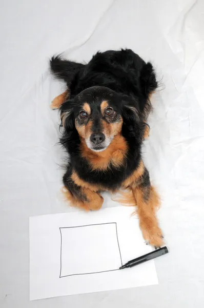 绘图的狗 — 图库照片
