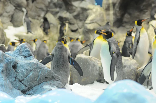 Siyah ve beyaz renkli penguen — Stok fotoğraf