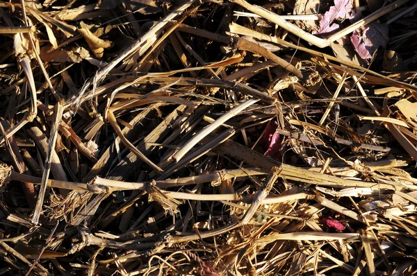 Текстура сухих трав коричневого цвета — стоковое фото
