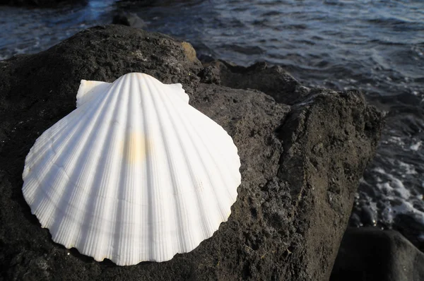 Concha do mar de calcário — Fotografia de Stock