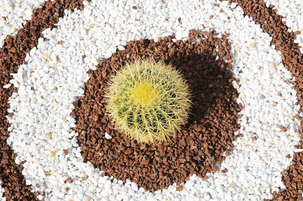 Okrągły roślina soczysty — Zdjęcie stockowe