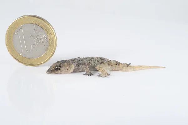 Gecko øgle og mynt – stockfoto