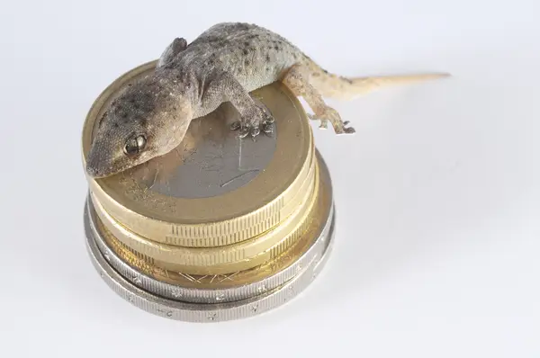 Σαύρας Gecko και κερμάτωνGecko ještěrky a mince — Stock fotografie