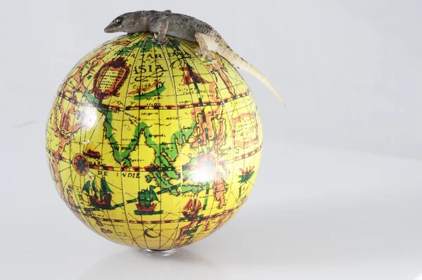 Gekkó gyík és a Globe — Stock Fotó