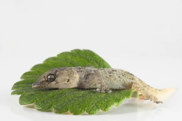 Gecko hagedis en blad — Stockfoto