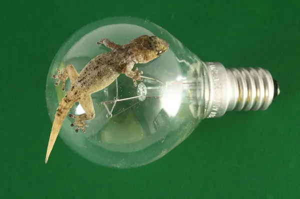 Gecko ödla och lampa — Stockfoto