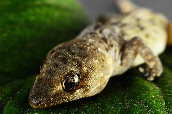 Jaszczurka i liść Gecko — Zdjęcie stockowe