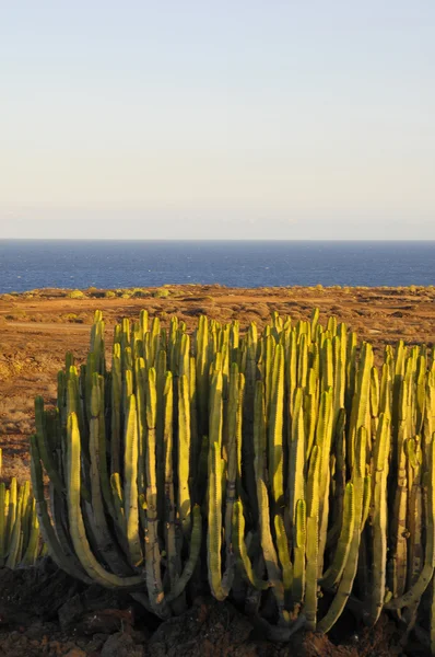 Kaktus roślina soczysty na suchej pustyni — Zdjęcie stockowe