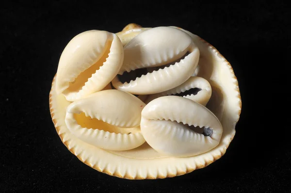 Sea Shell — Stock Photo, Image