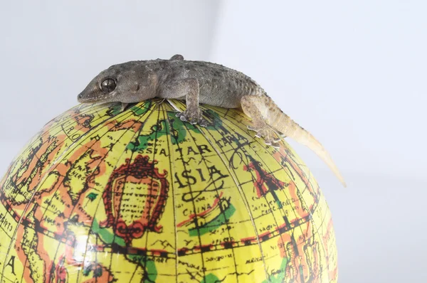 Gecko hagedis en globe — Stockfoto