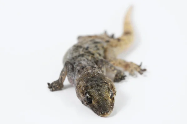 Gecko jaszczurka — Zdjęcie stockowe