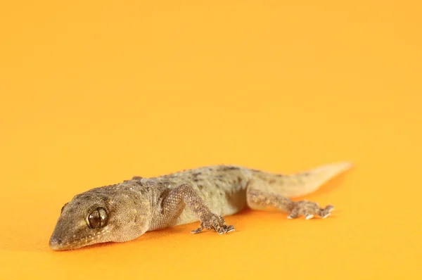 Lagarto gecko cinza — Fotografia de Stock