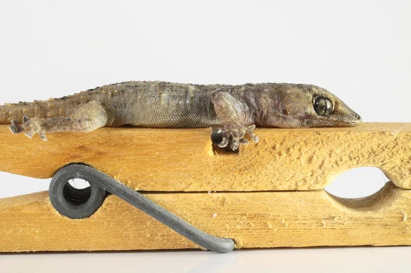 Gecko蜥蜴和Clothespi — 图库照片