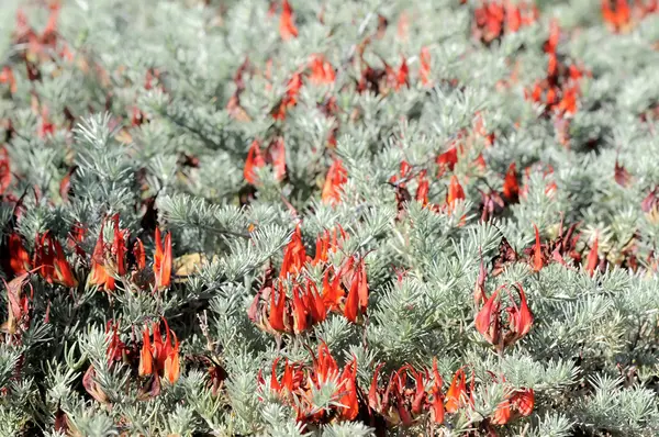 Rosmarin blommor — Stockfoto