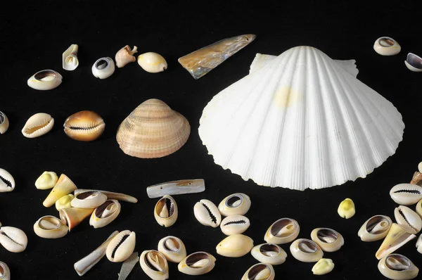 Sea Shell — Stock fotografie