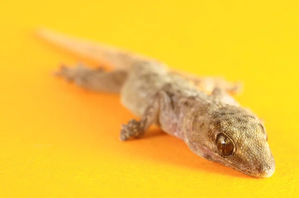 Szary gecko jaszczurka — Zdjęcie stockowe