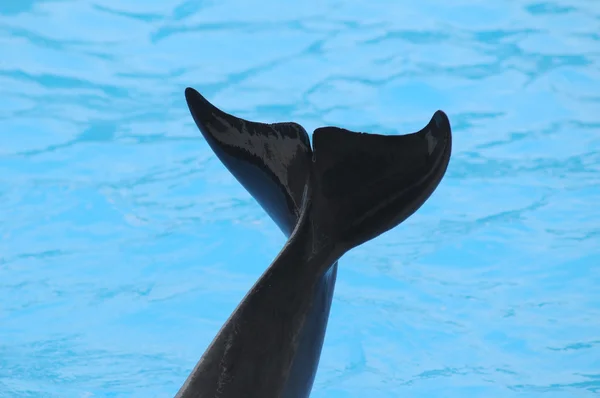 Delfín gris en un agua muy azul —  Fotos de Stock