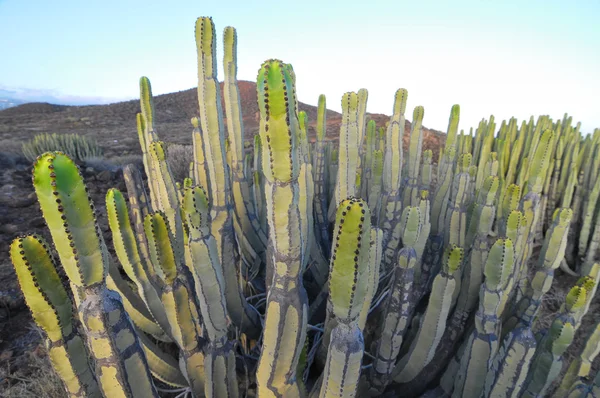 Pianta succulenta Cactus sul deserto secco — Foto Stock