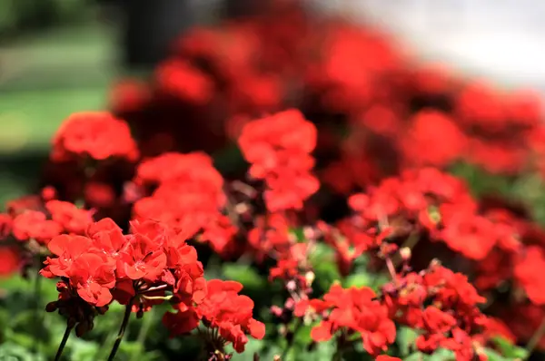 Färgade blommor — Stockfoto