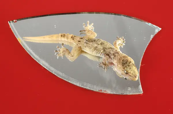 Kleine gecko lizard en spiegel — Stockfoto