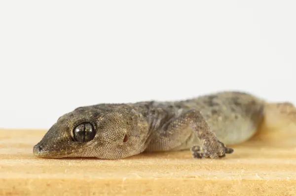 Gecko-Eidechse und Holz — Stockfoto