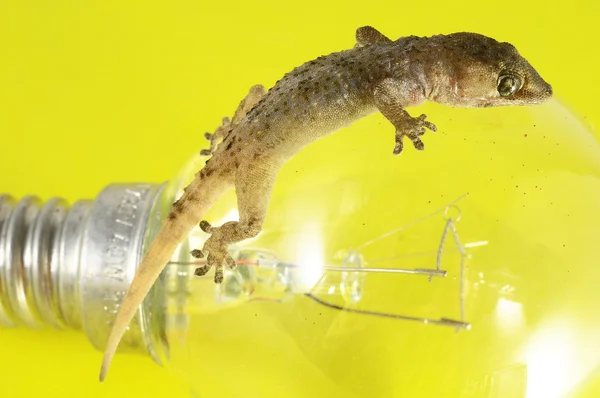 Gecko kertenkele ve ampul — Stok fotoğraf