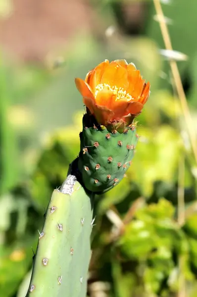 Flor de cacto — Fotografia de Stock