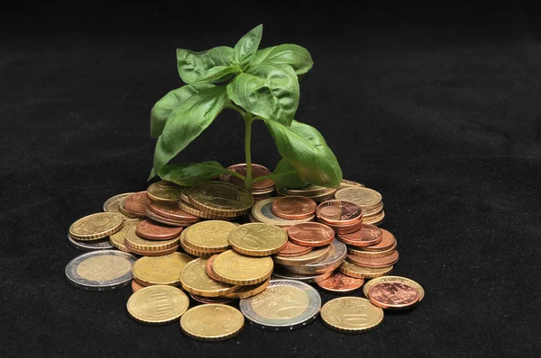 Planta verde y monedas — Foto de Stock