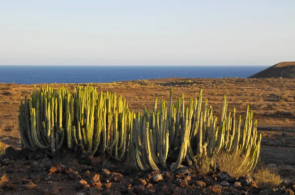 Cactus végétal succulent sur le désert sec — Photo