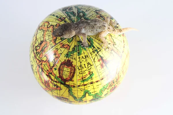 Gecko ödla och globe — Stockfoto