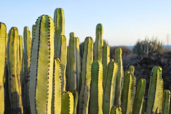 Sukulentní rostlina kaktus na suché pouštní — Stock fotografie