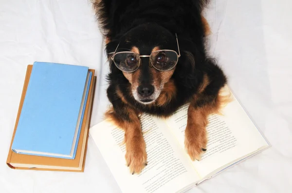 Lectura de perro —  Fotos de Stock