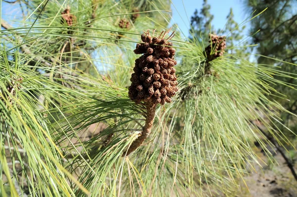 Pine Cone — Stock Photo, Image