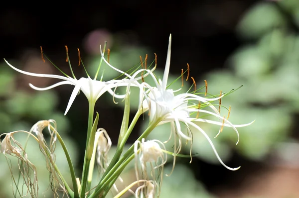 白い色の花 — ストック写真