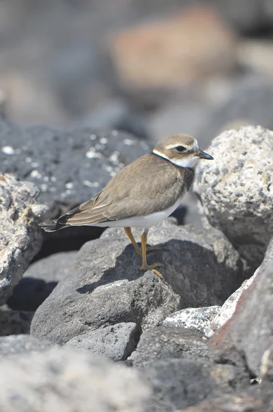 Adult Kentish Plover Water Bird — Stock Photo, Image