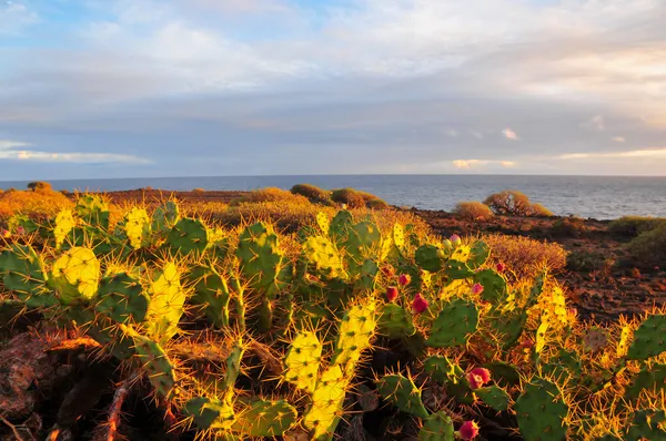 Tenerife South Landscape — Stock Photo, Image