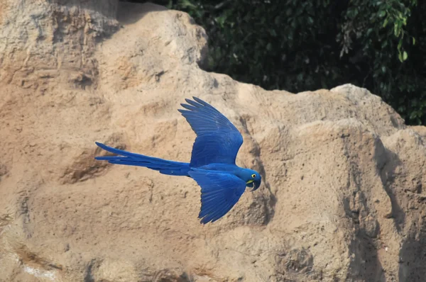 Синий тропический попугай — стоковое фото