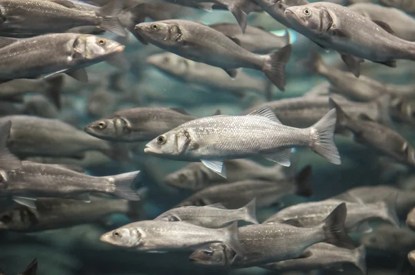 シルバー グレーの魚の学校 — ストック写真
