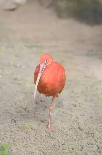 ピンクのオウム — ストック写真