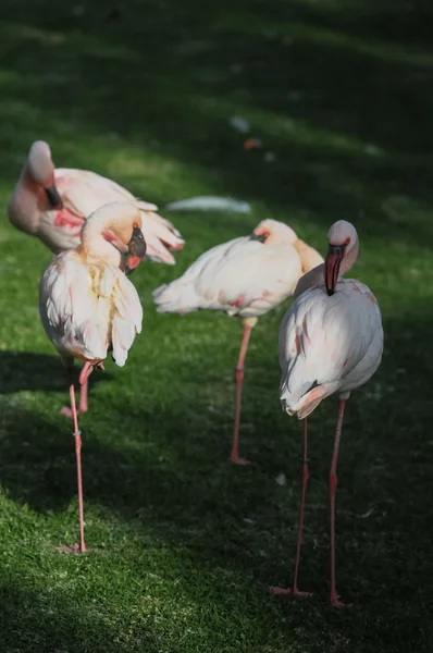 Roze volwassen flamingo — Stockfoto