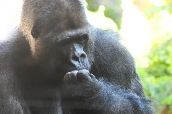 Starker erwachsener schwarzer Gorilla — Stockfoto