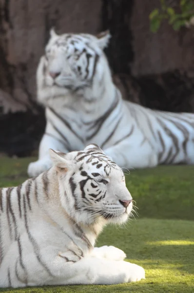 Czarno-białe paski Tygrys — Zdjęcie stockowe
