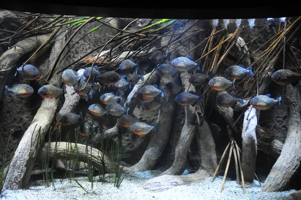 Poissons dans un aquarium tropical — Photo