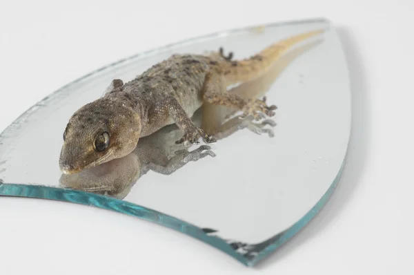 Um pequeno lagarto Gecko e espelho — Fotografia de Stock