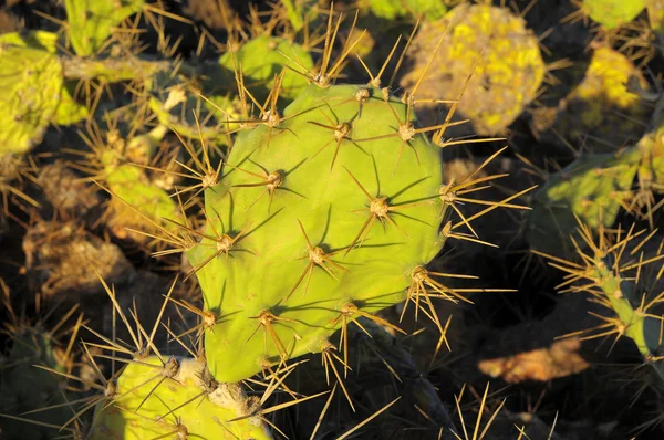 Зеленый грушевый кактус — стоковое фото