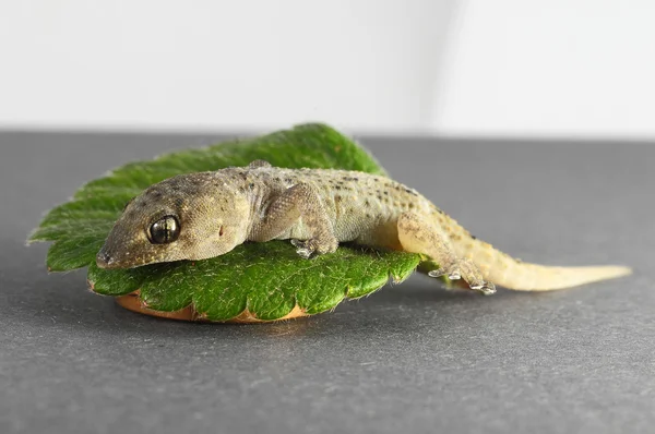 Gecko ještěrka a list — Stock fotografie