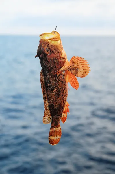 Rødsteinsfisk – stockfoto