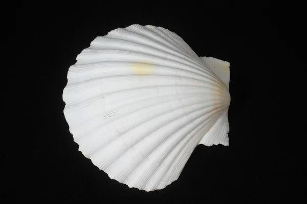 Sea shell — Stockfoto