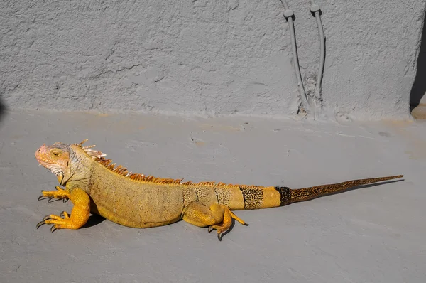 Iguana masculina joven coloreada — Foto de Stock