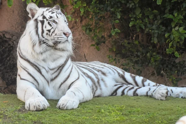 Tigre a strisce in bianco e nero — Foto Stock